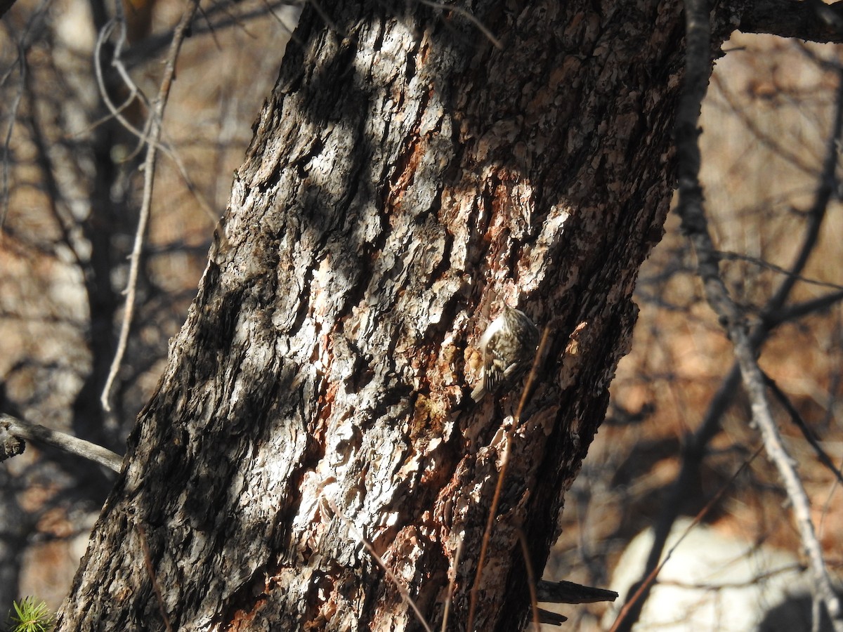 Brown Creeper - ML80269141