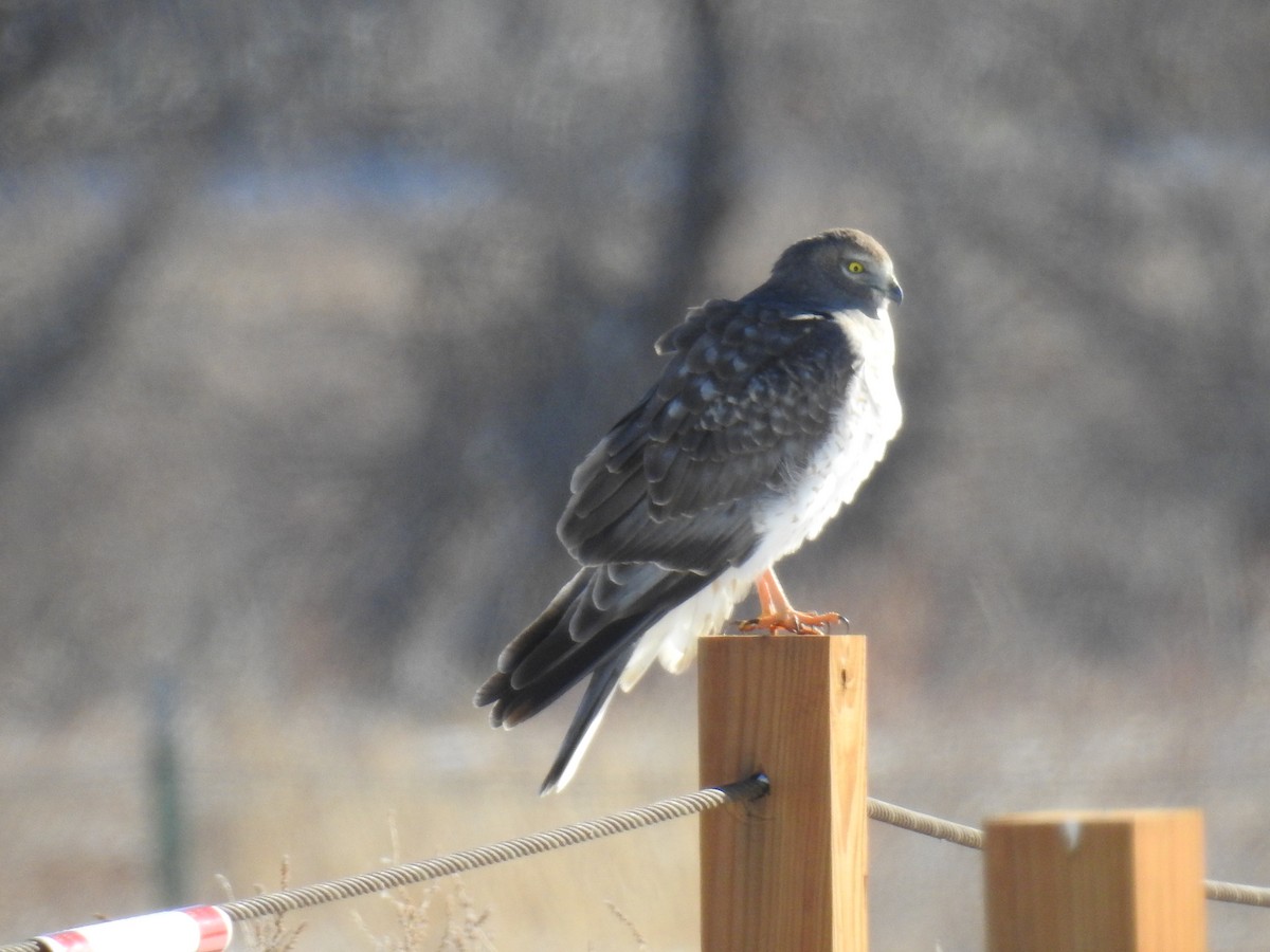 Northern Harrier - ML80269621