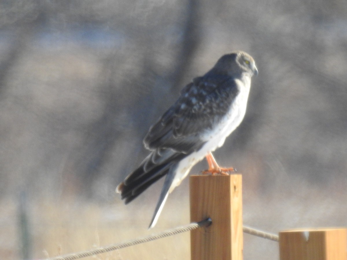 Northern Harrier - ML80269631
