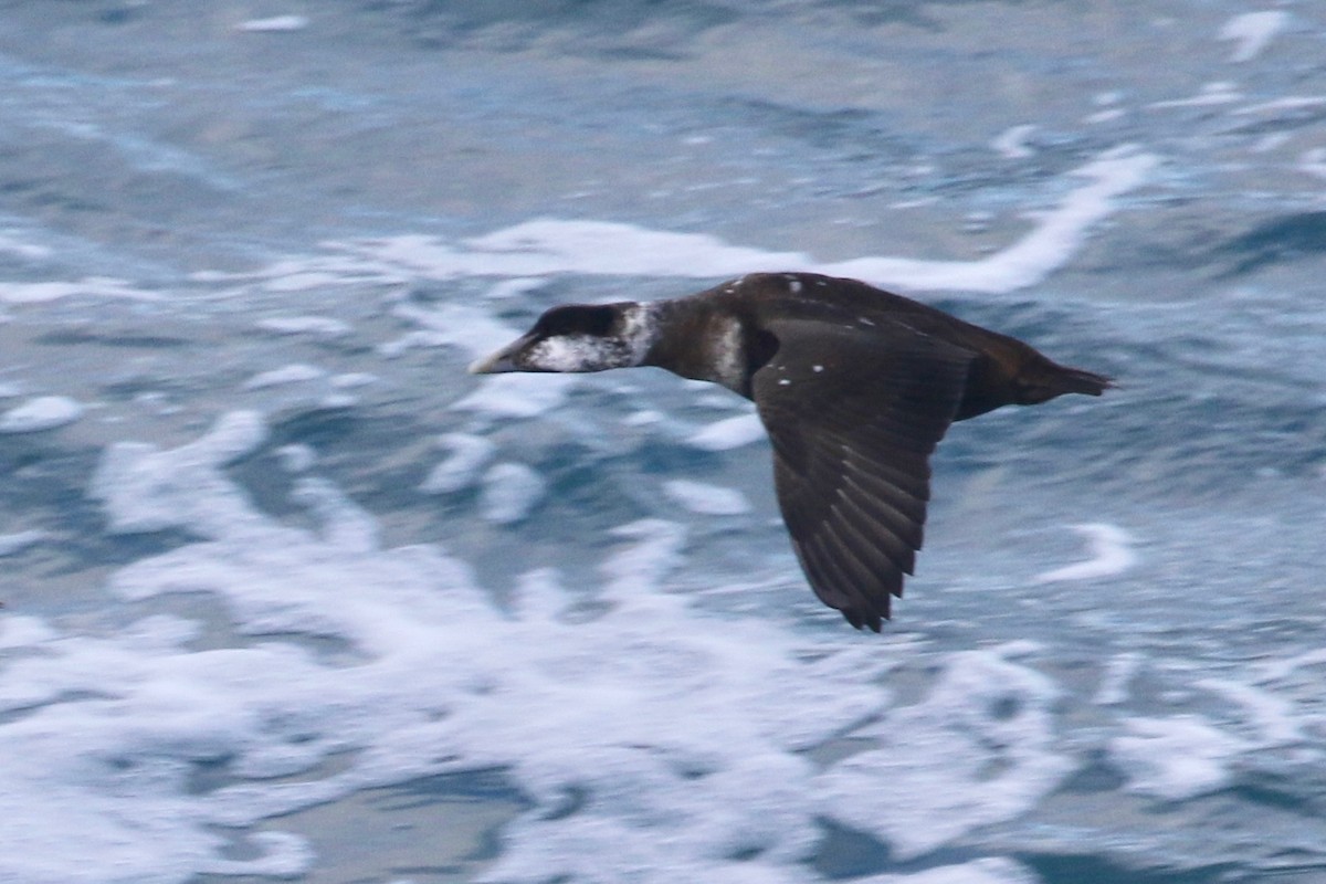 Common Eider (Northern) - ML80270071