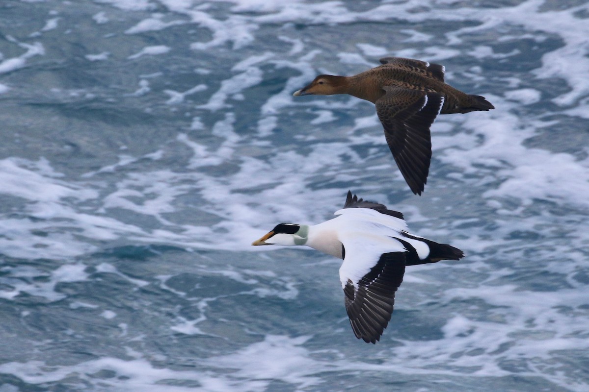 Common Eider (Northern) - ML80270111