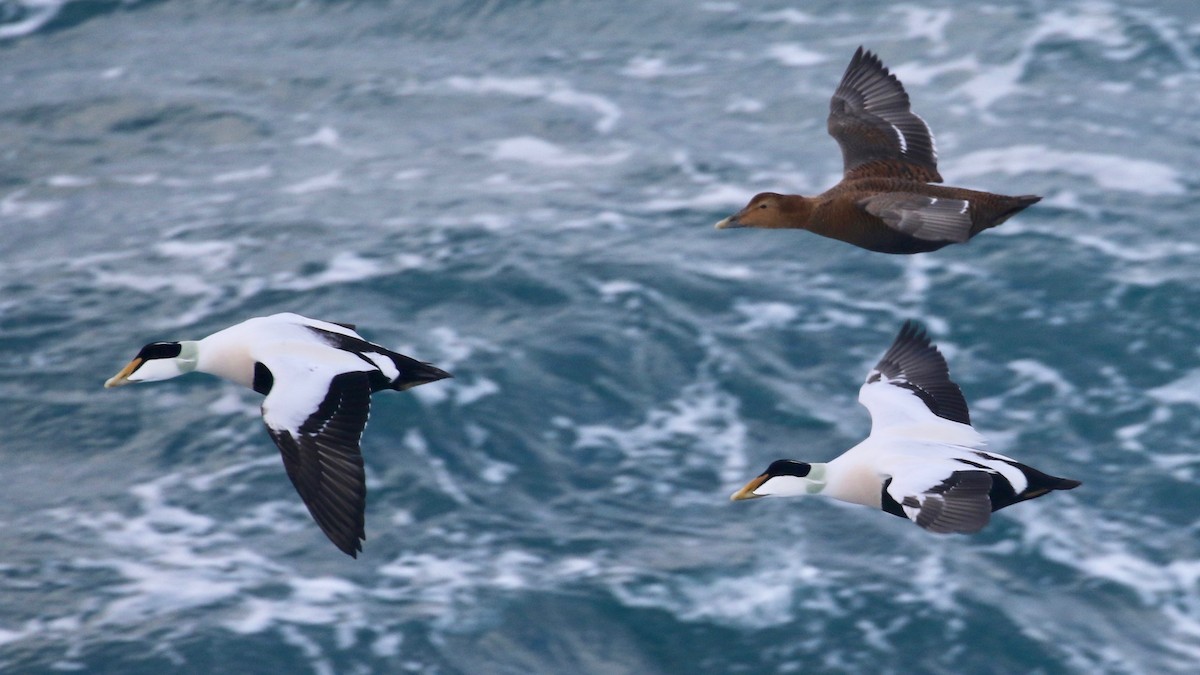 Common Eider (Northern) - ML80270131