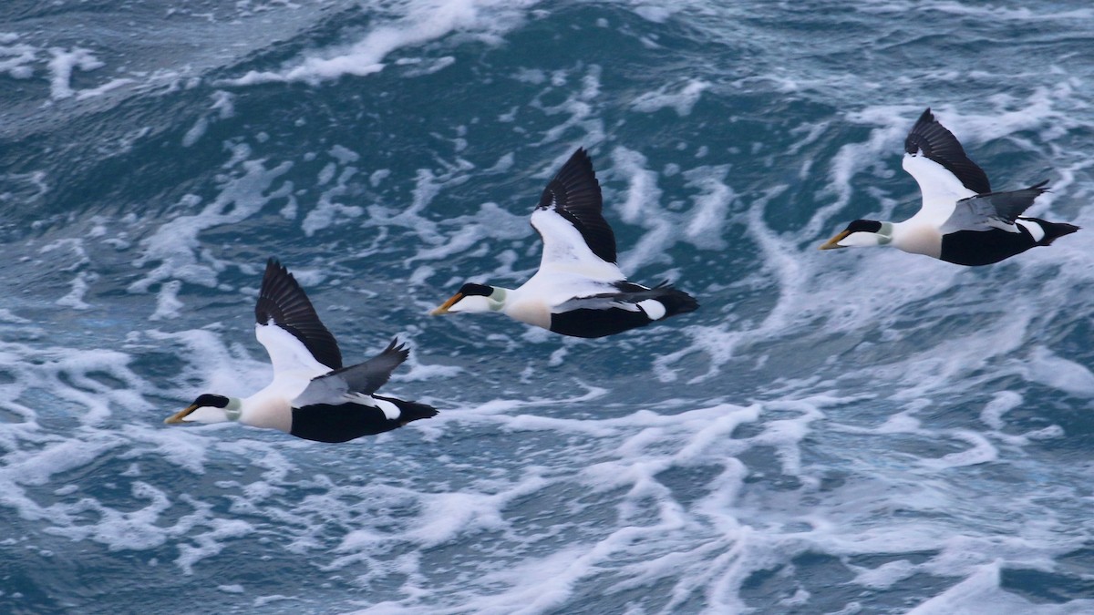 Common Eider (Northern) - ML80270141