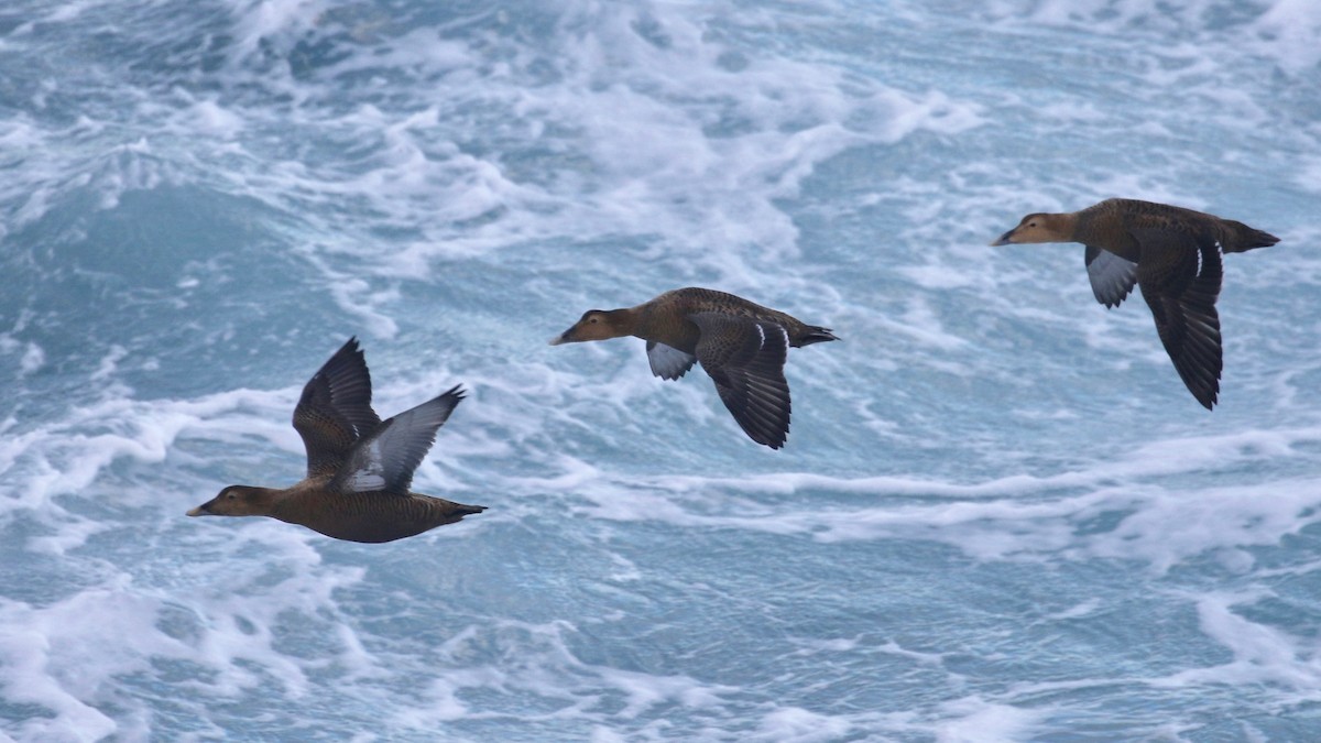 Common Eider (Northern) - ML80270191
