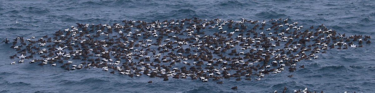 Common Eider (Northern) - ML80270331