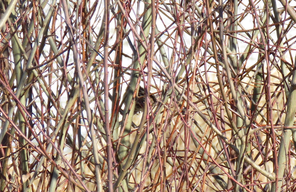 LeConte's Sparrow - ML80270641