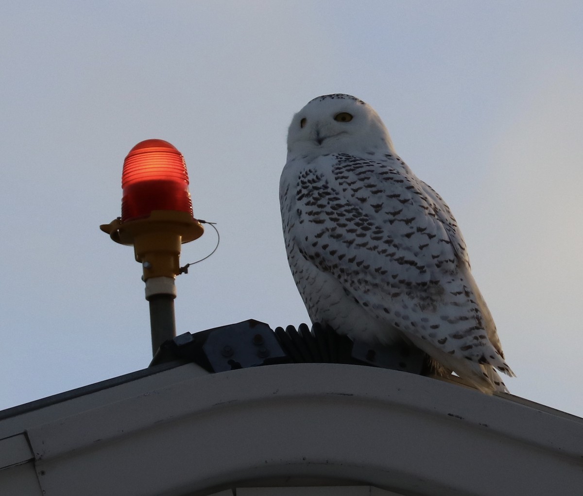 Snowy Owl - Elizabeth Curley