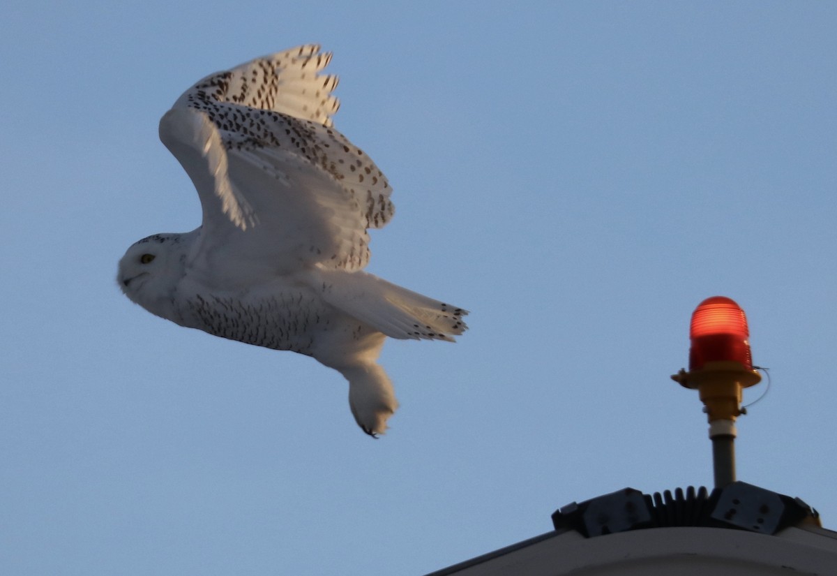 Snowy Owl - ML80271151