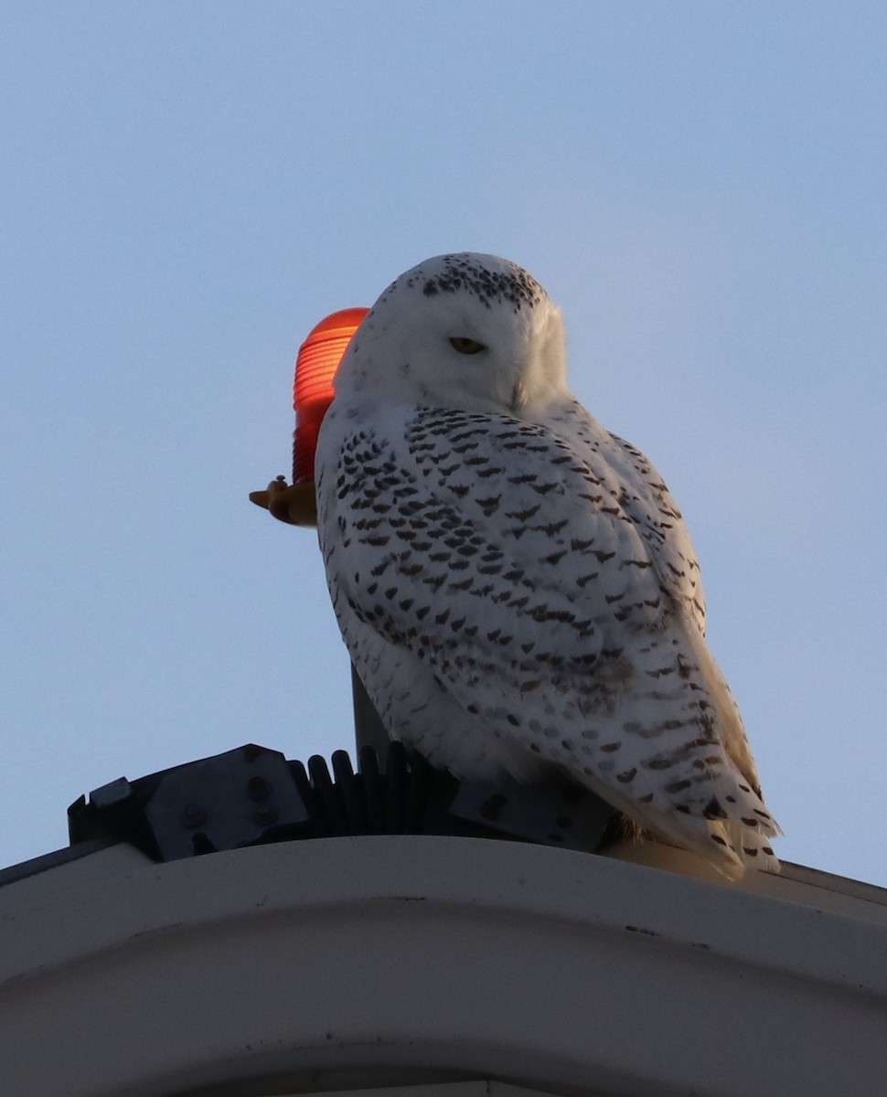 Snowy Owl - ML80271171