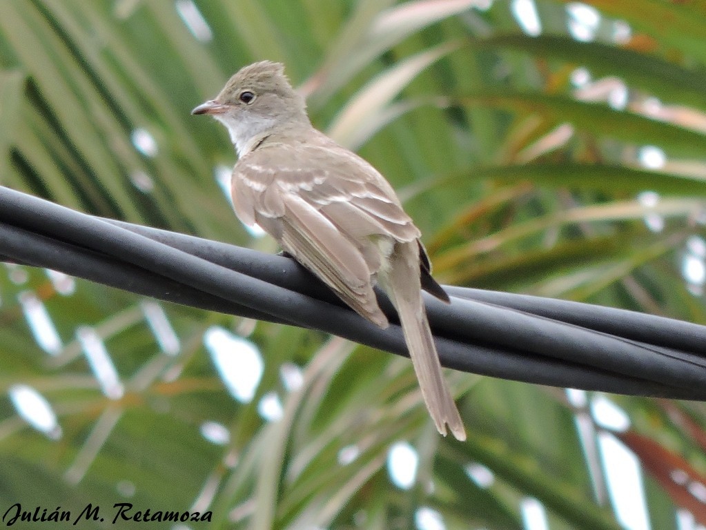 Large Elaenia - Julián Retamoza