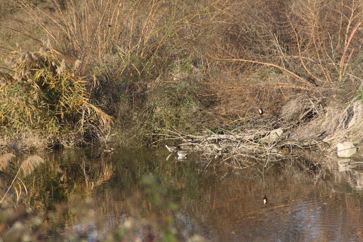 Green-winged Teal - ML80275481