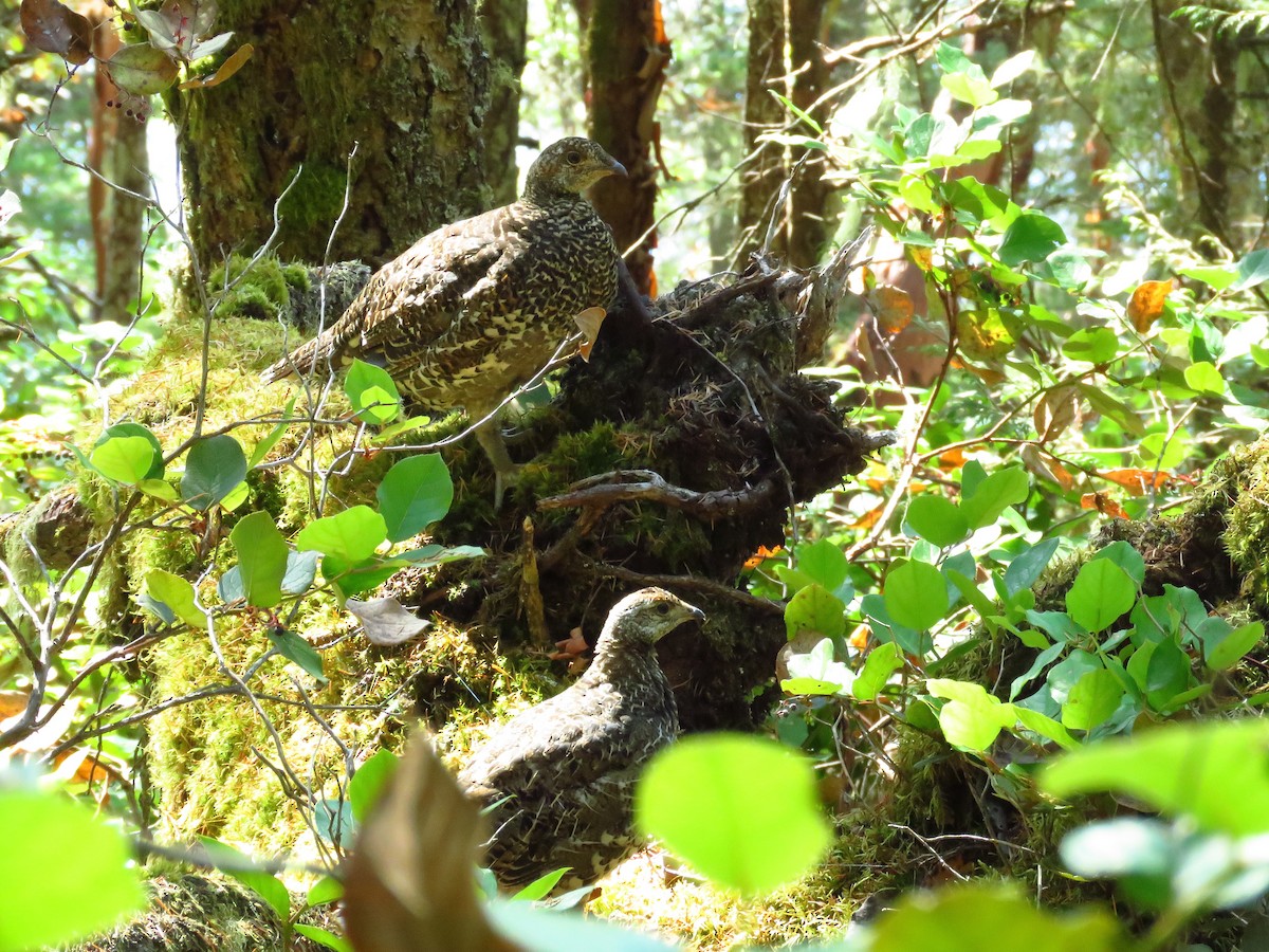 Sooty Grouse - Kalin Ocaña