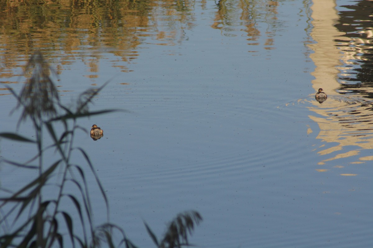 Little Grebe - ML80276311