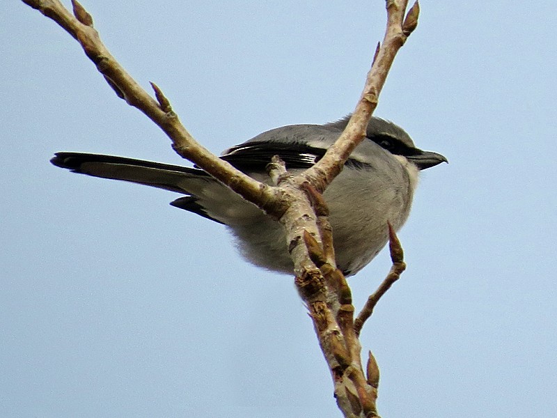 Loggerhead Shrike - ML80277071