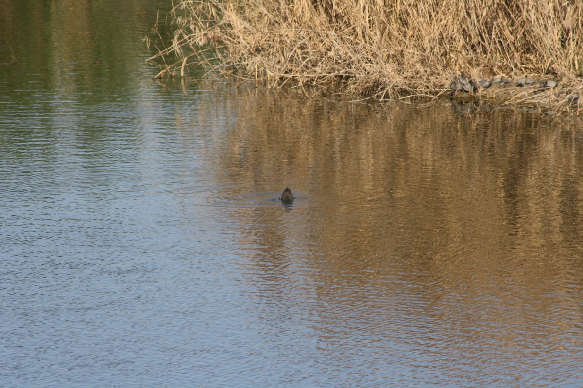 Focha Común - ML80278921