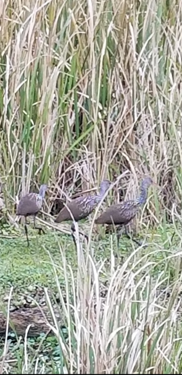 Limpkin - ML80281201