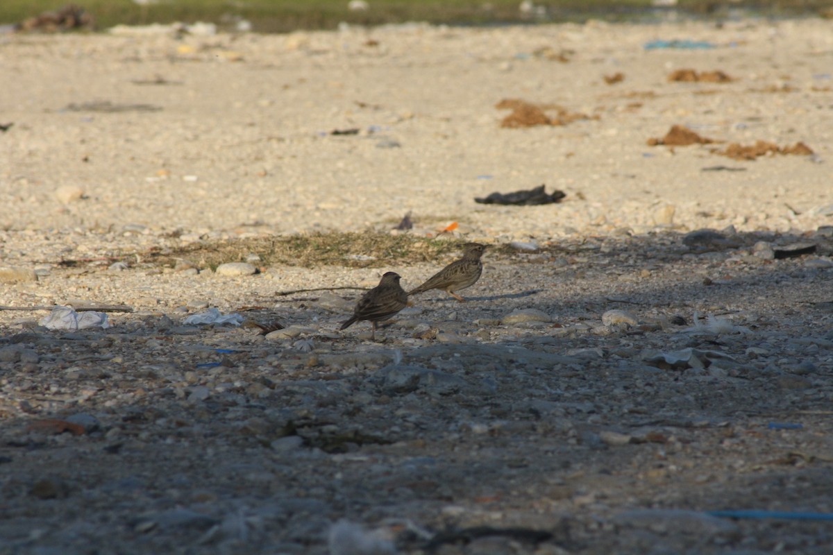 Crested Lark - ML80281601