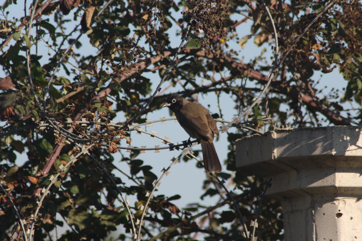 White-spectacled Bulbul - ML80282651