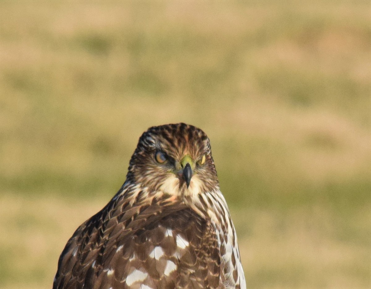 Cooper's Hawk - ML80282741