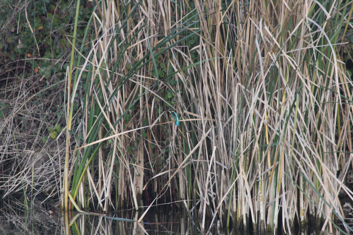 Common Kingfisher - Halil Mavruk