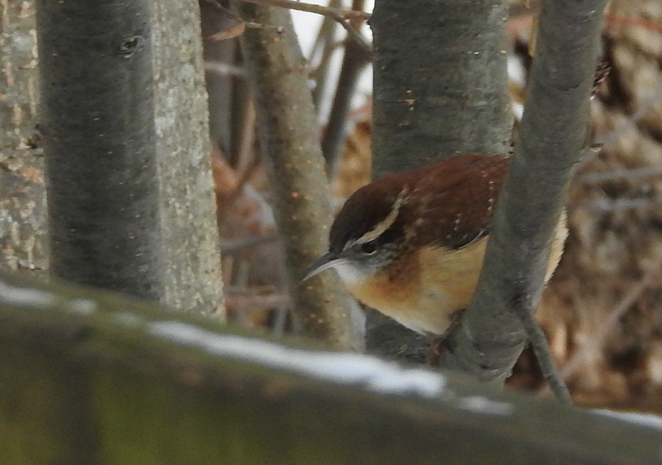 Carolina Wren - ML80283931