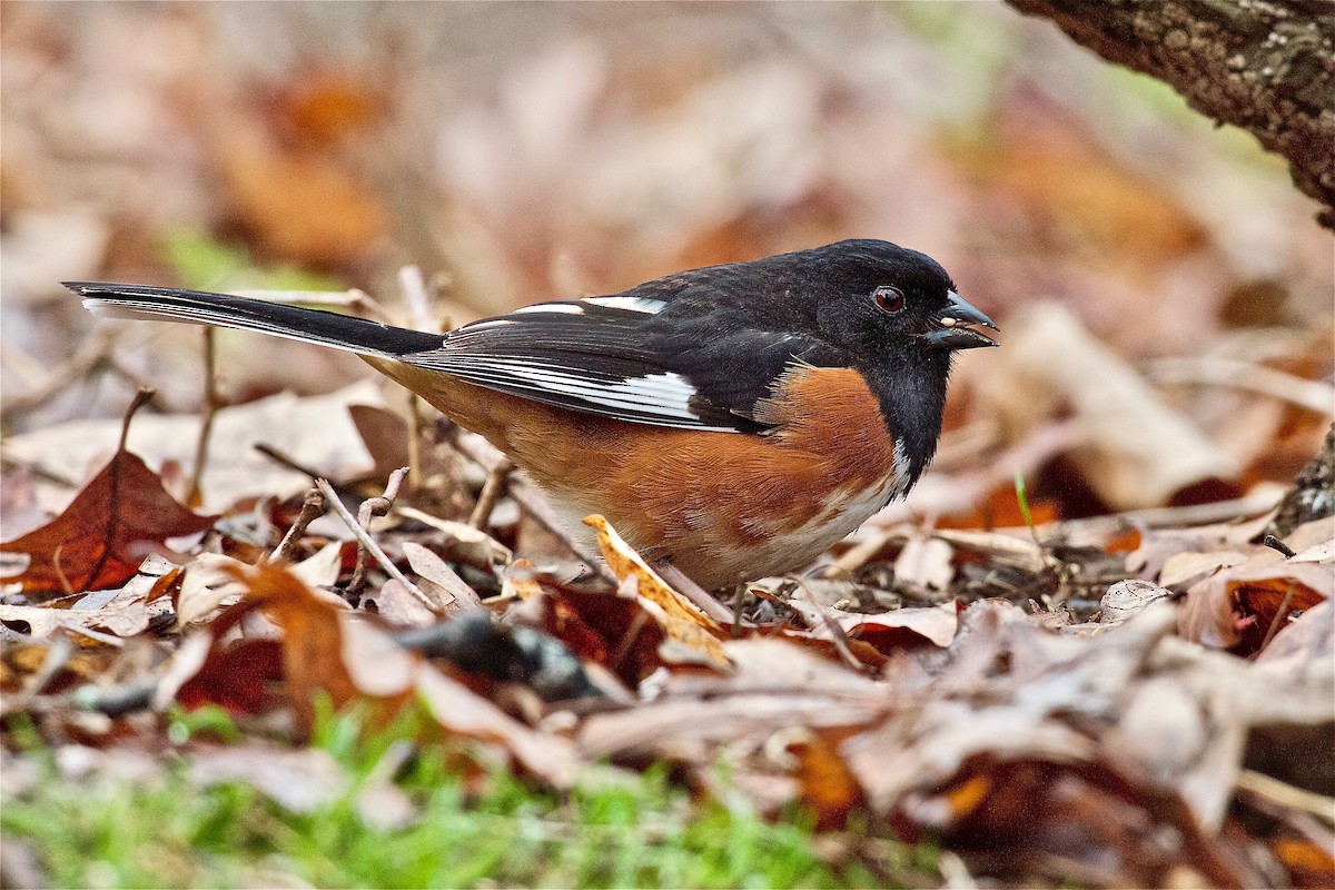 Eastern Towhee - ML80284071