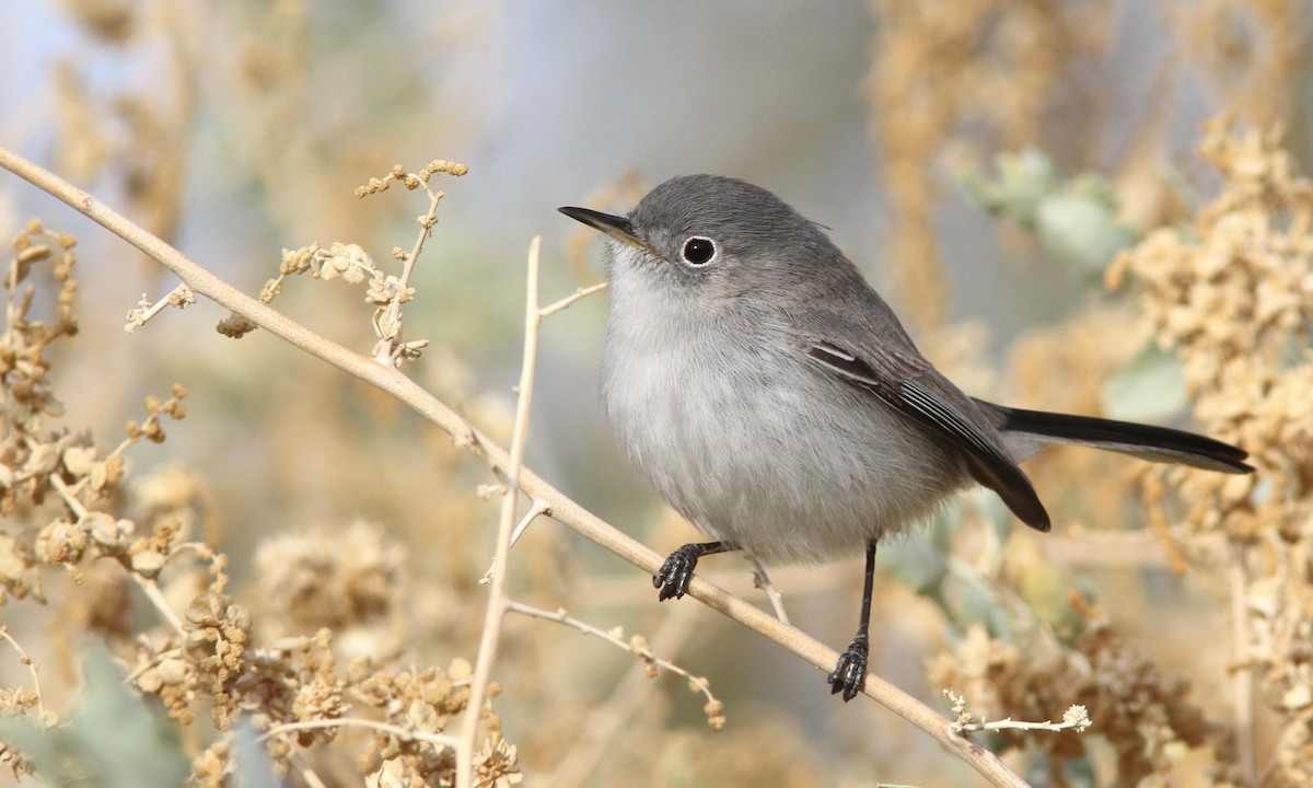 Blue-gray Gnatcatcher - Sean Fitzgerald