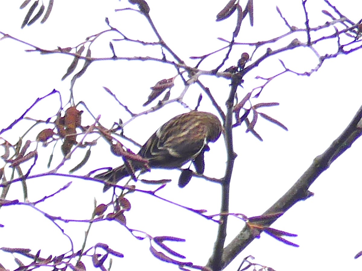 Redpoll (Common) - ML80284871