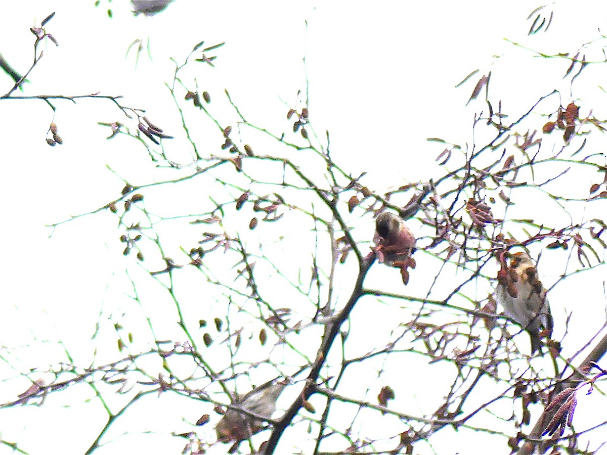 Redpoll (Common) - ML80284881