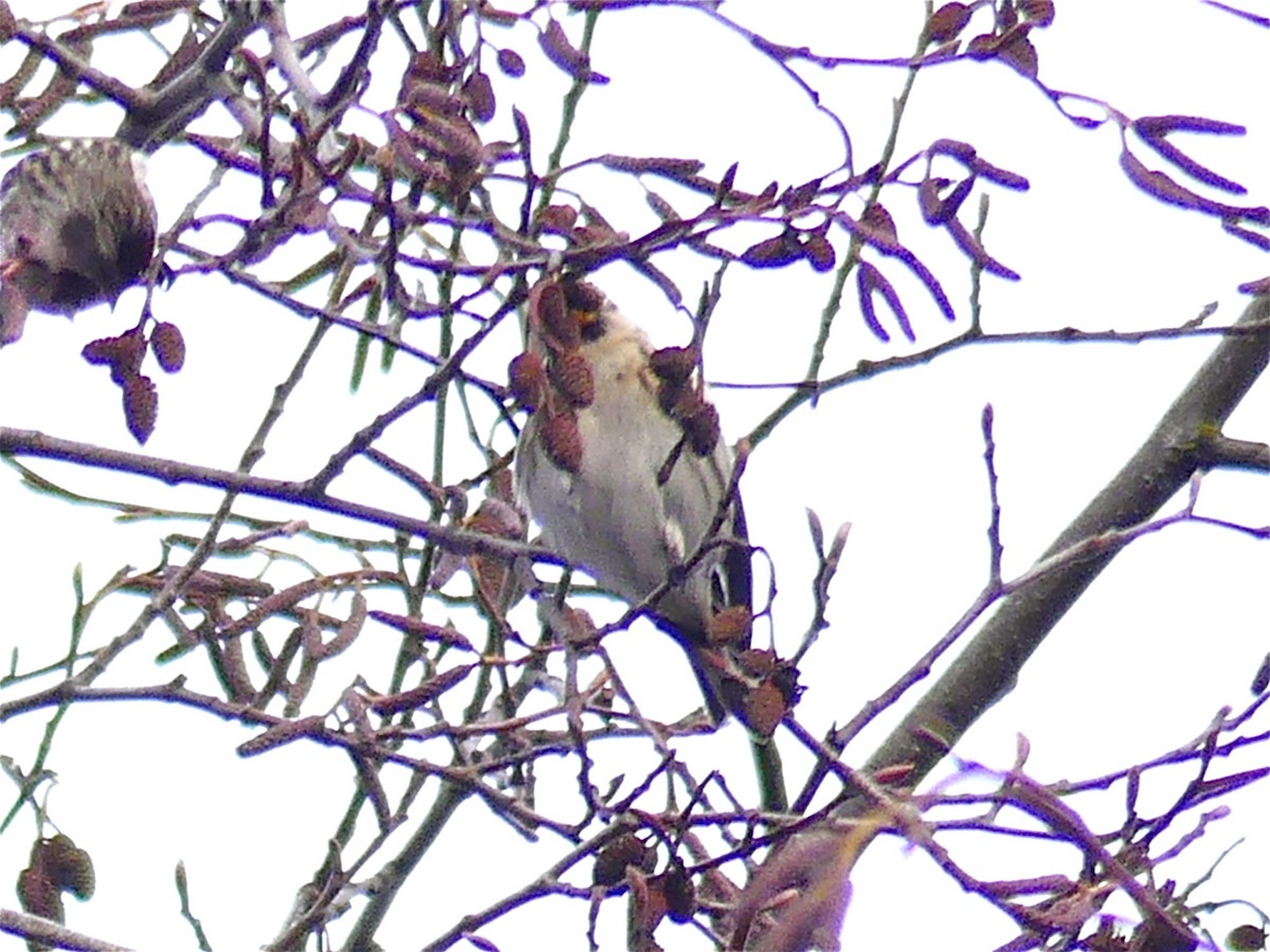 Redpoll (Common) - ML80284891