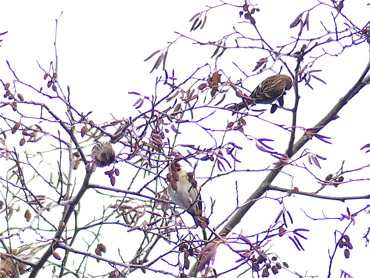 Redpoll (Common) - ML80284901