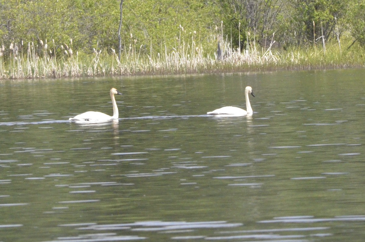 Trumpeter Swan - ML80286441