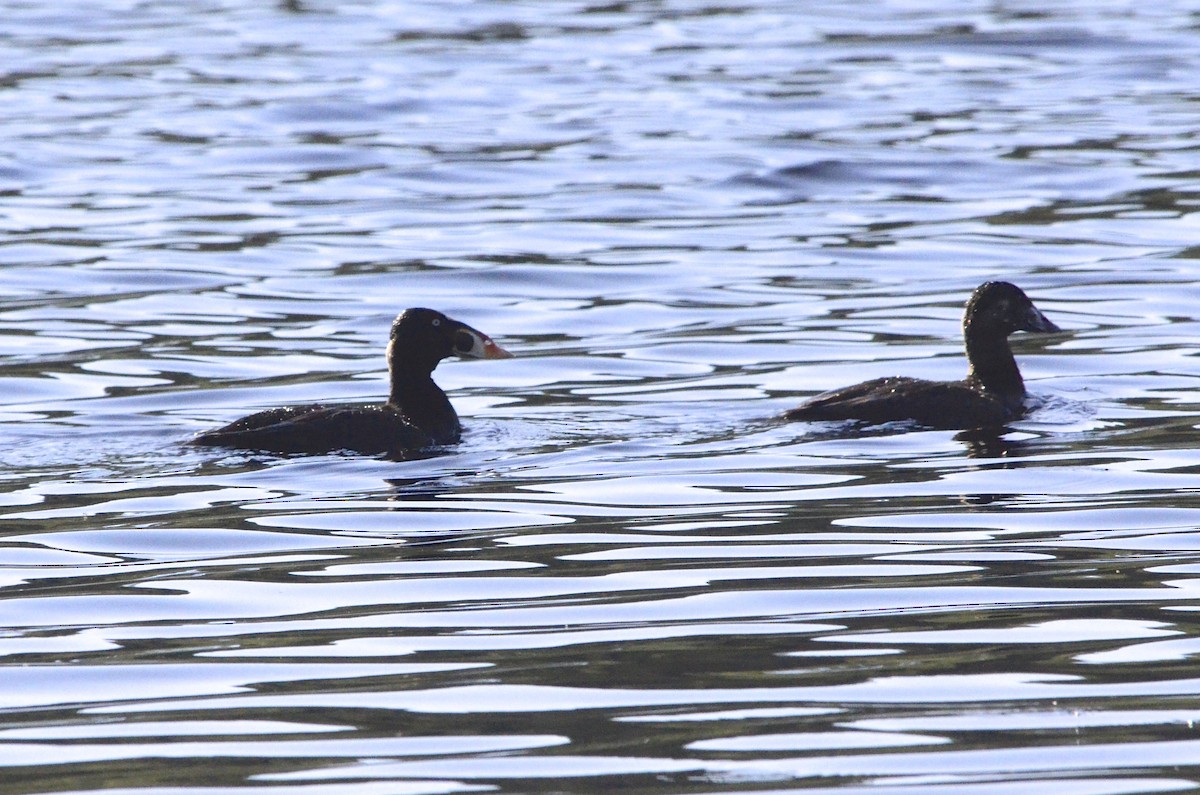 Surf Scoter - ML80286771