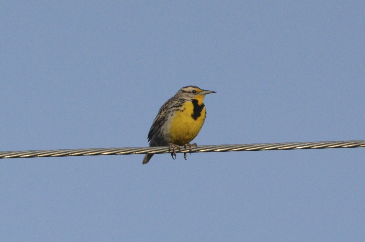 Western Meadowlark - ML80287061