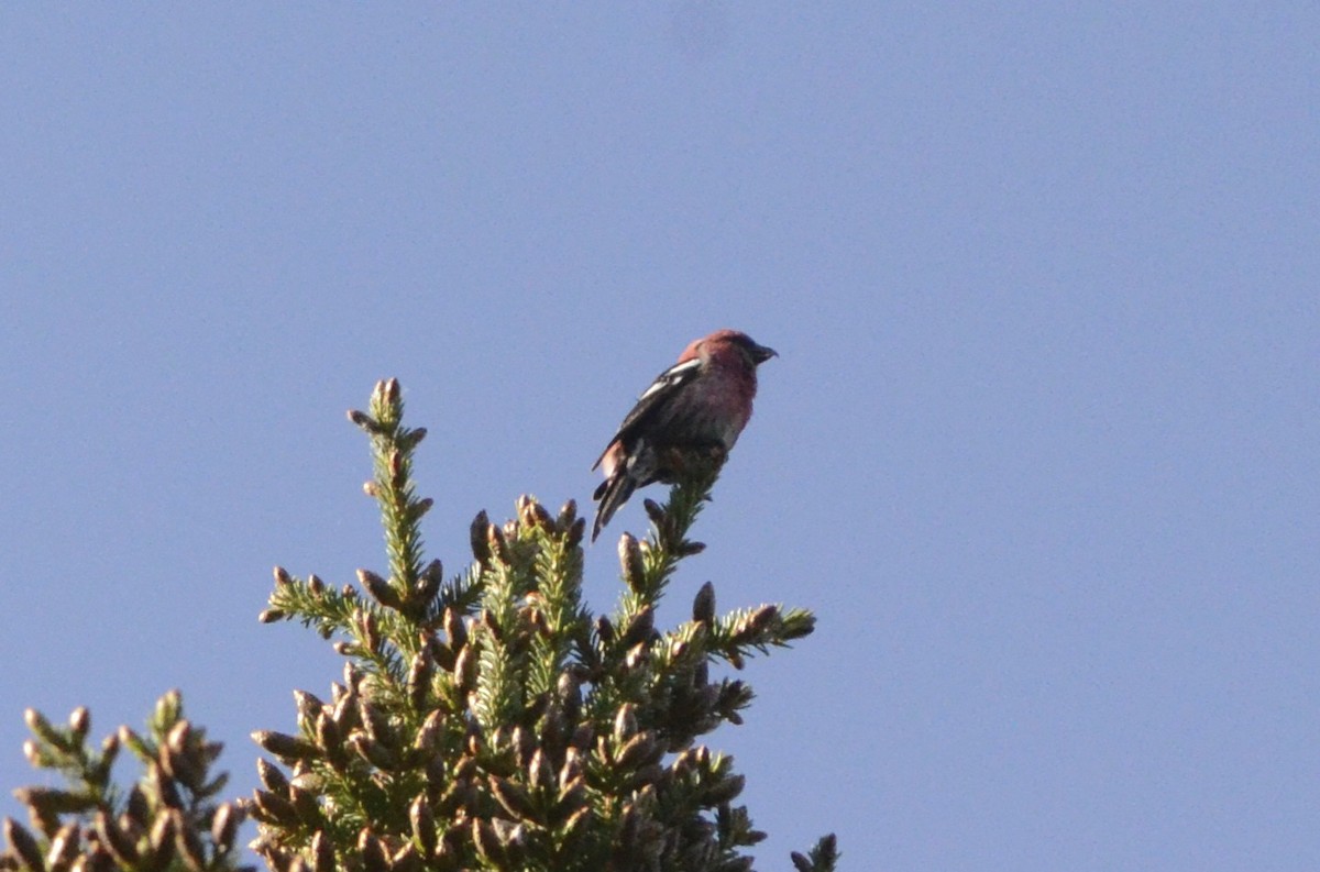 White-winged Crossbill - ML80287121