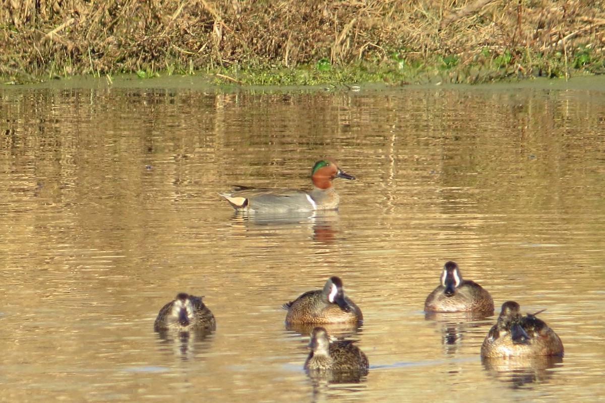 Green-winged Teal - ML80287131