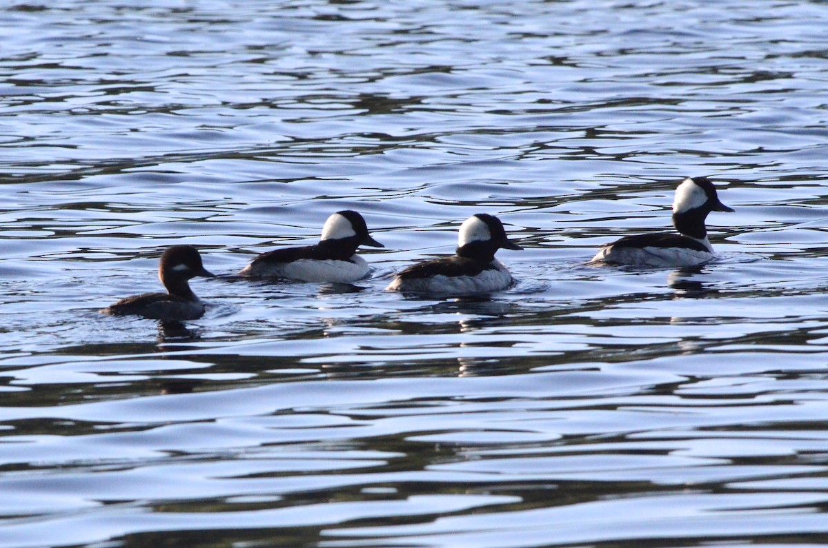 Bufflehead - ML80287151