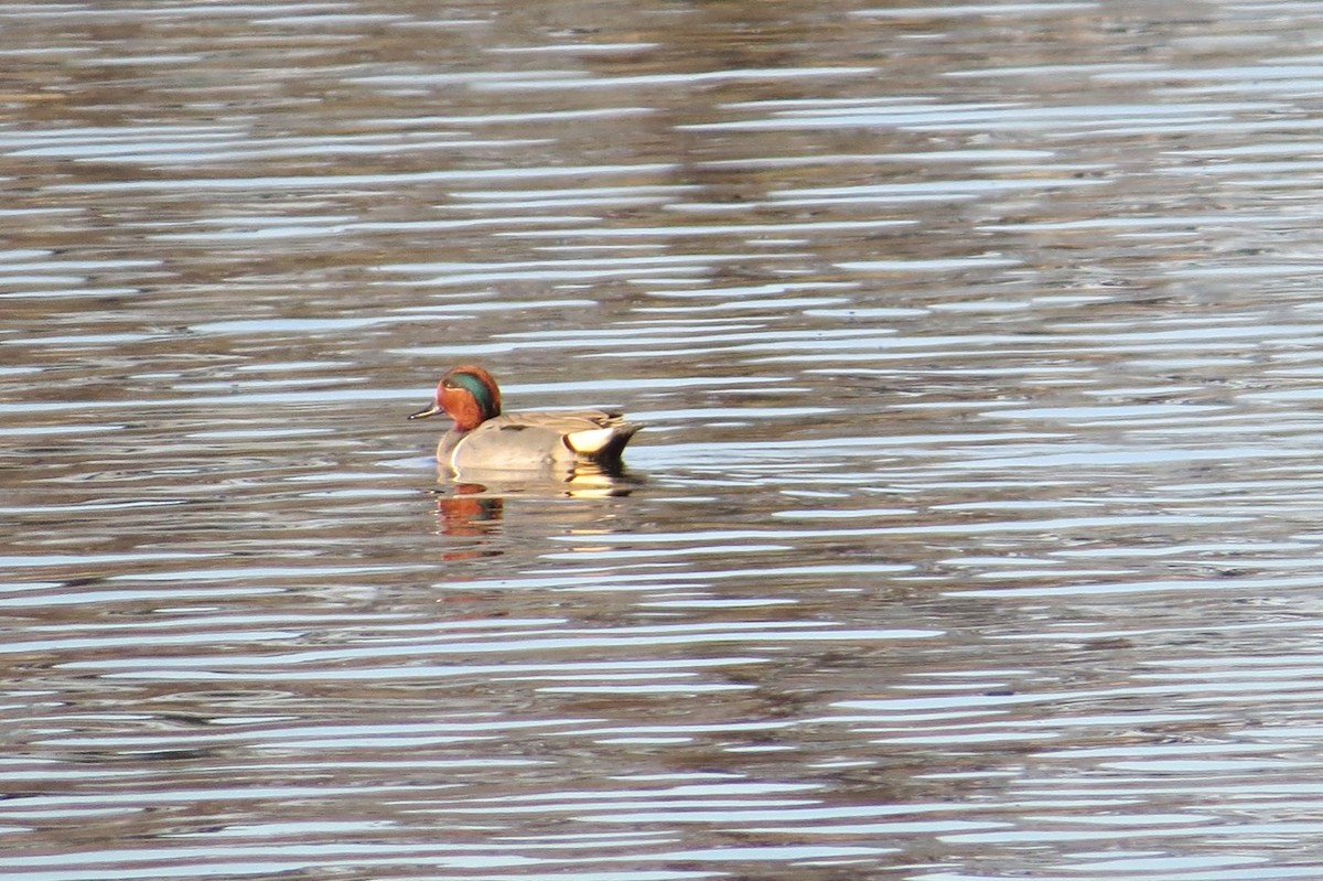 Green-winged Teal - ML80287171
