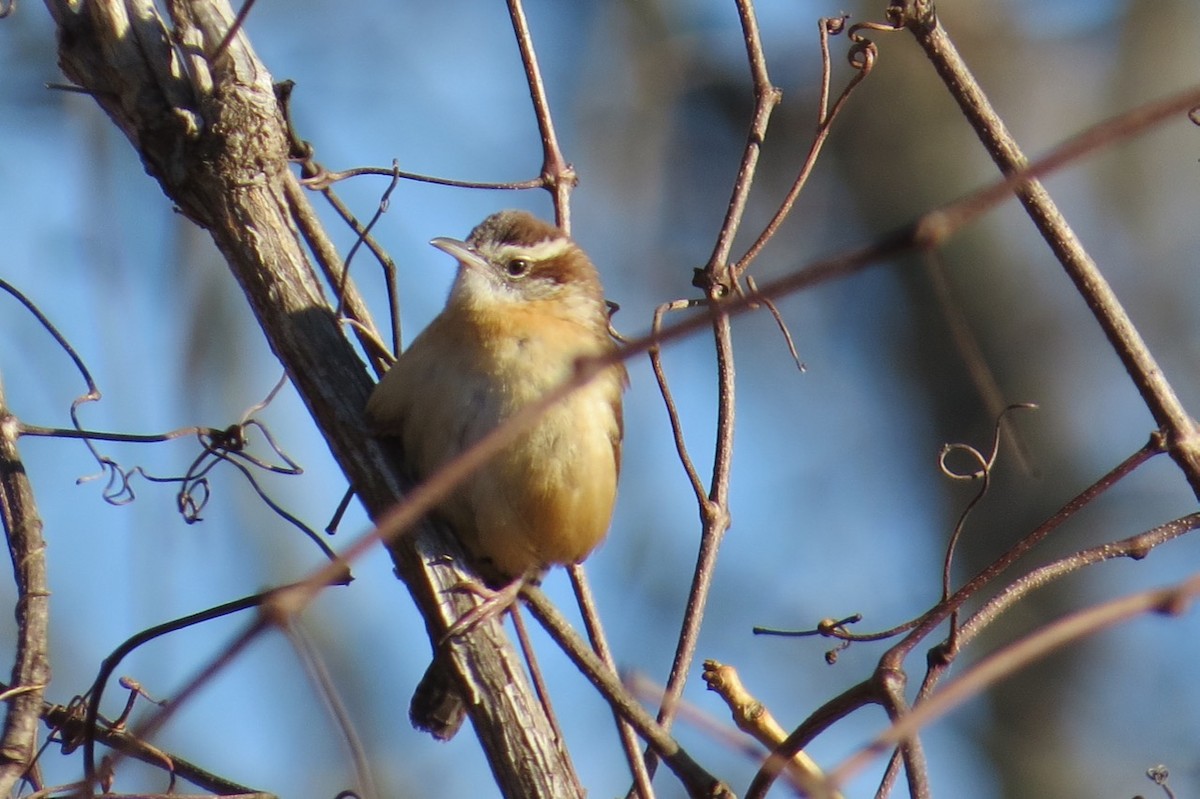 Carolina Wren - ML80287601