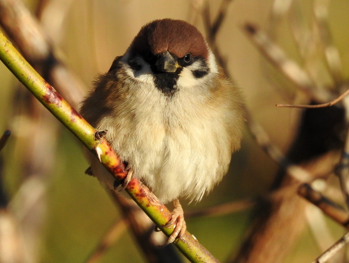 Eurasian Tree Sparrow - ML80287701