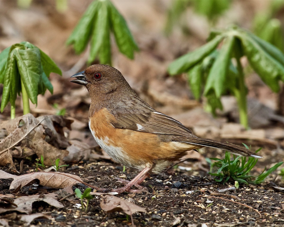 Eastern Towhee - ML80289271