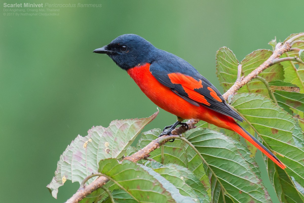 Minivet Escarlata (grupo escarlata) - ML80289451