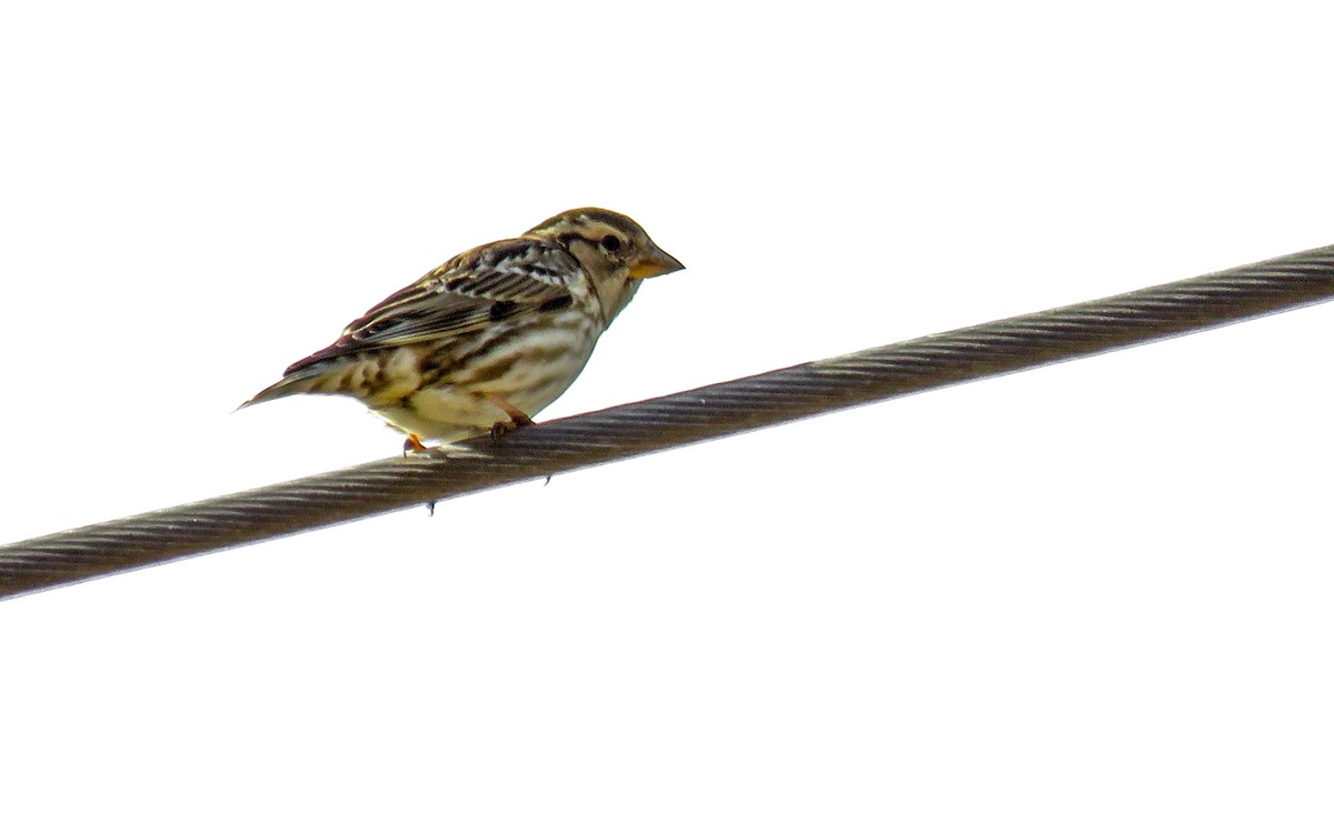 Rock Sparrow - ML80290491