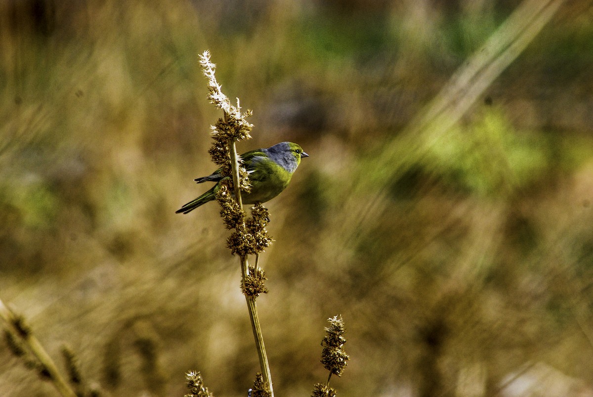 Citril Finch - ML80290551