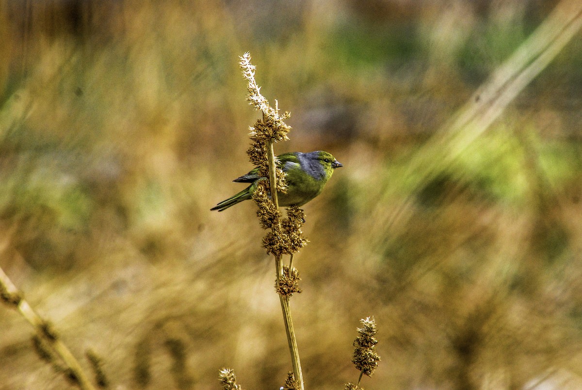 Citril Finch - ML80290561