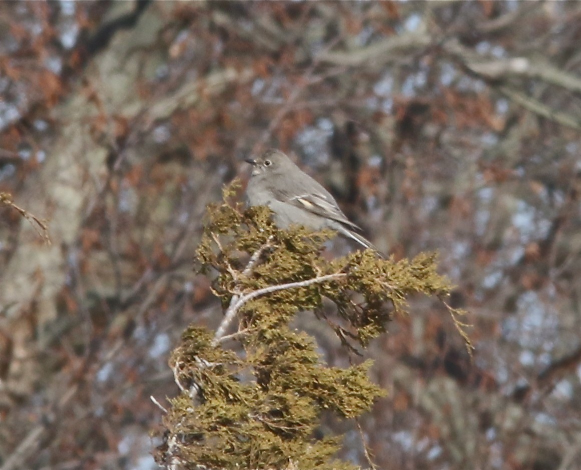 Townsend's Solitaire - ML80291261