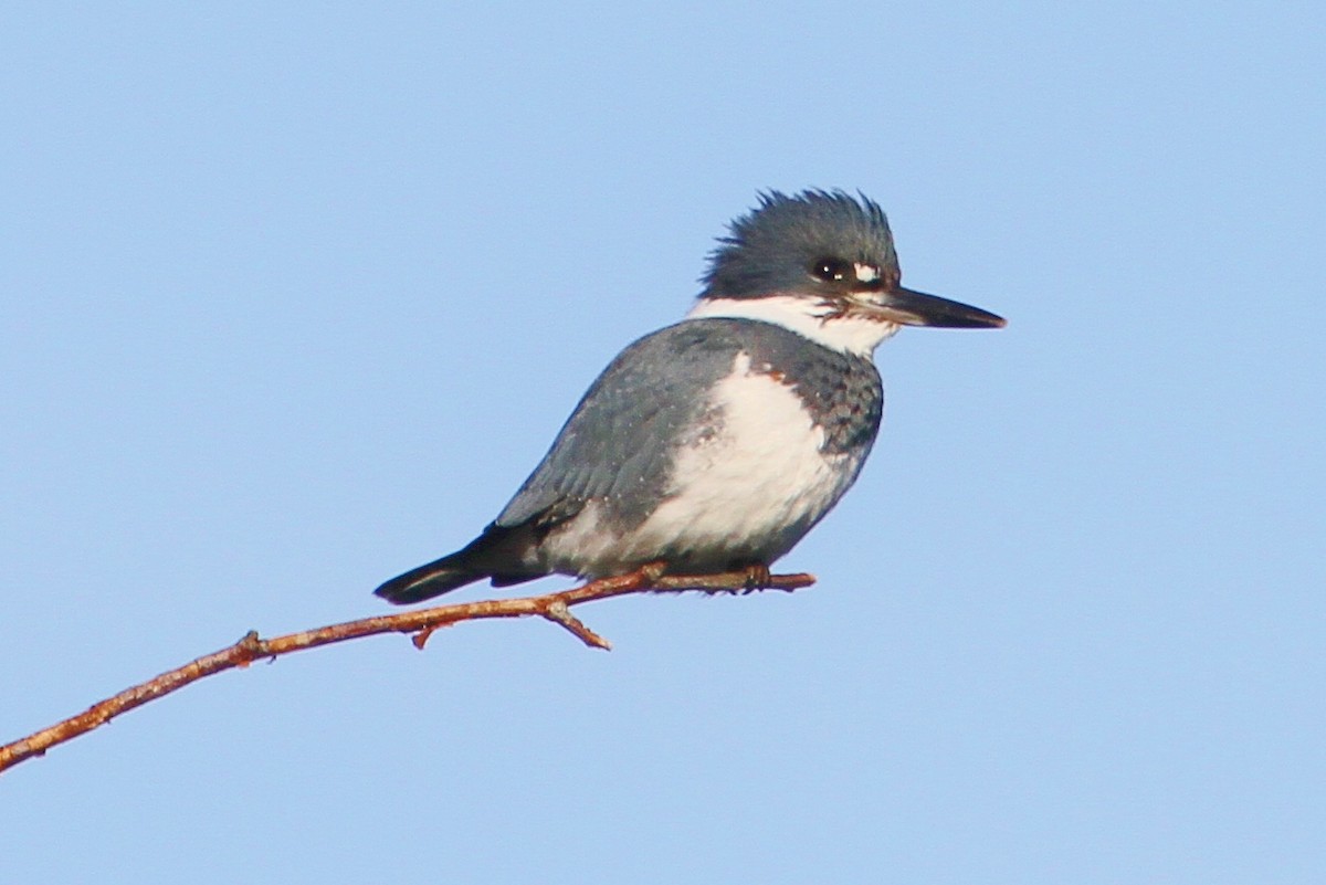 Belted Kingfisher - ML80291311