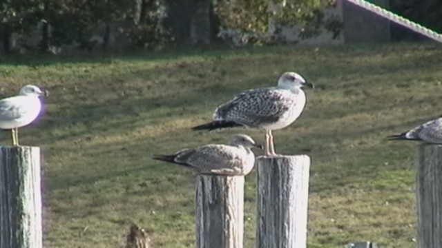 Great Black-backed Gull - ML80292341