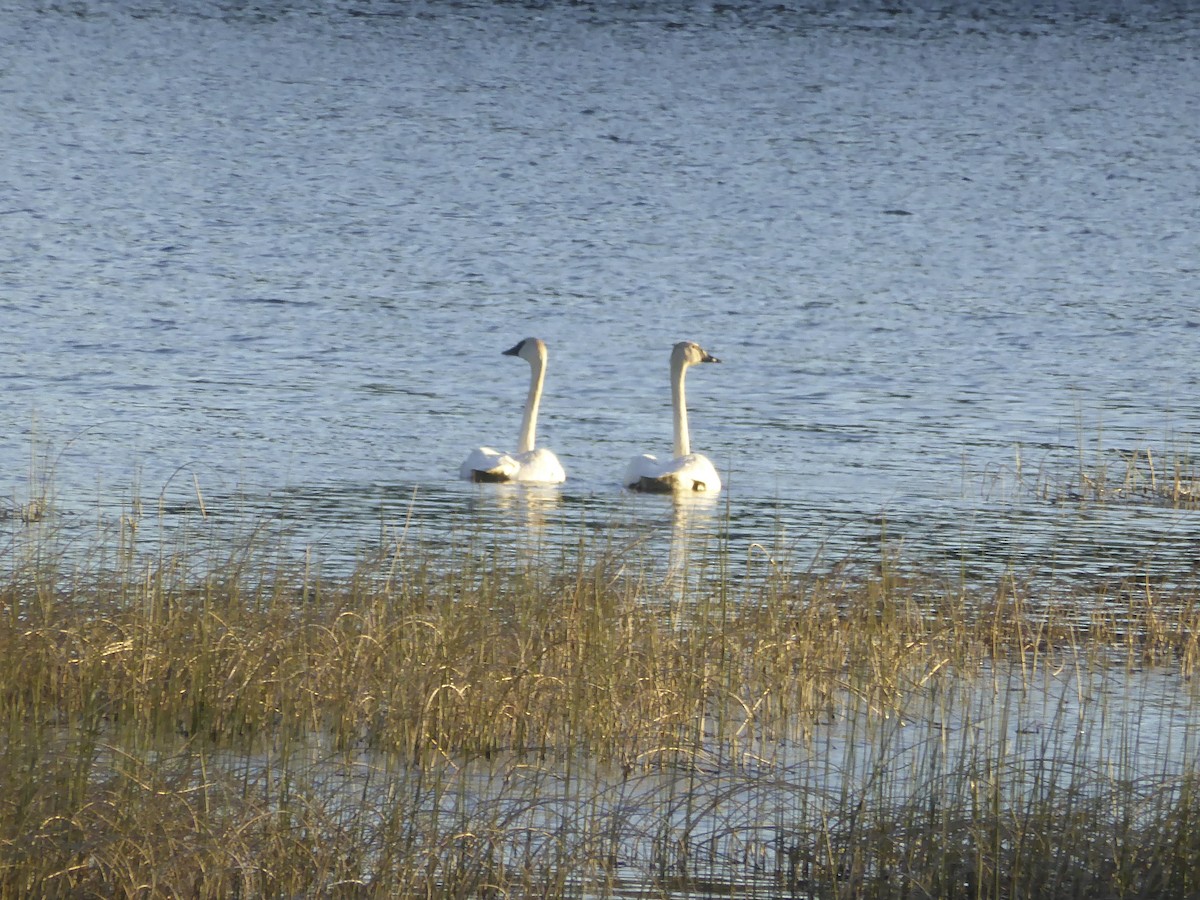 Trumpeter Swan - ML80292881