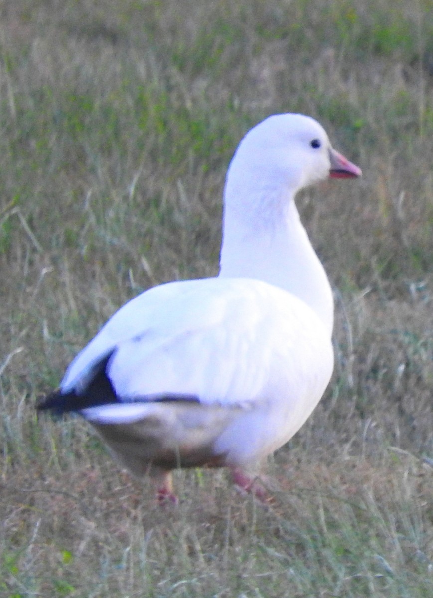 Ross's Goose - ML80293001